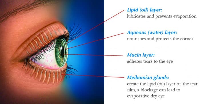 Tear Film Anatomy